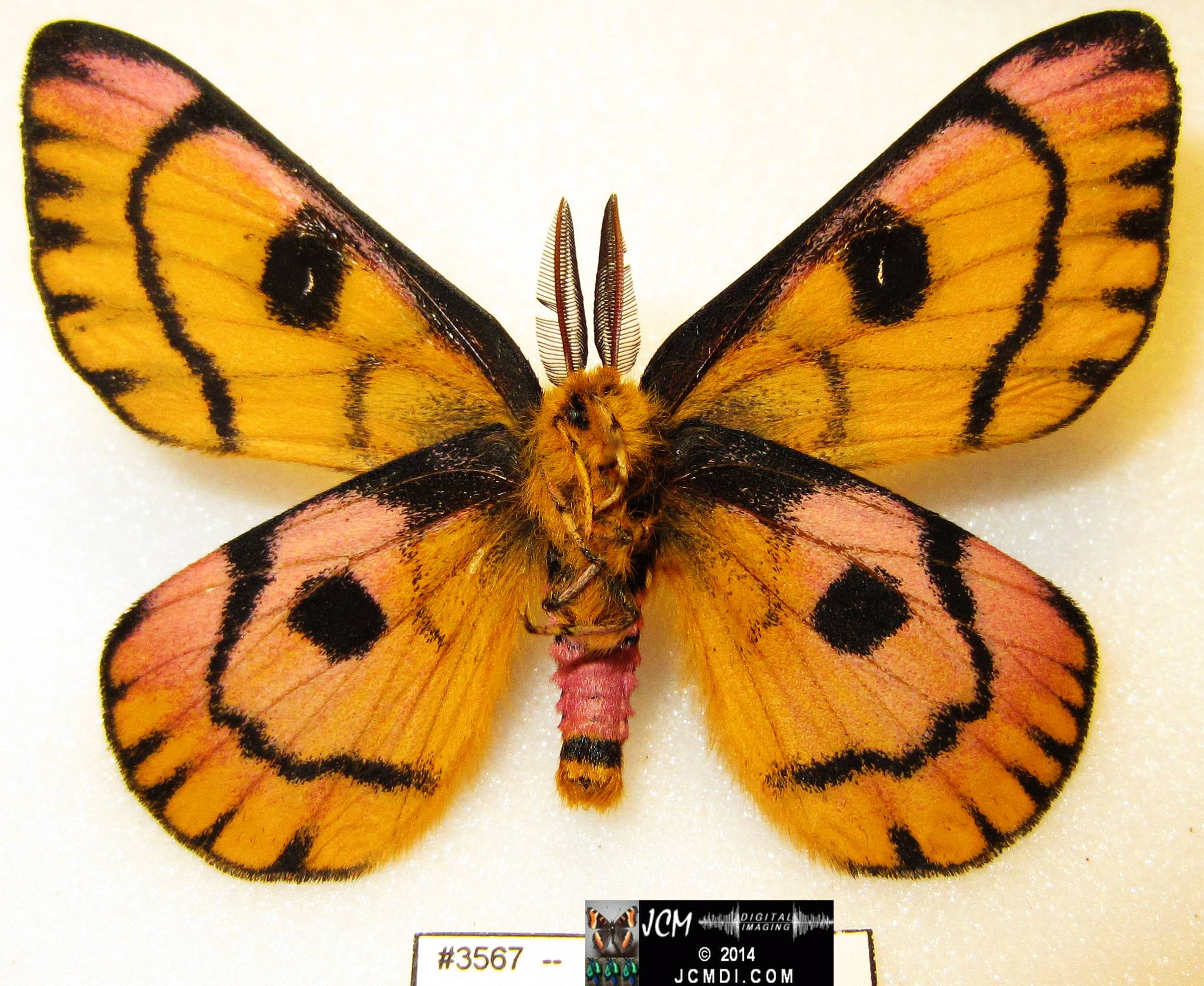 Hemileuca eglanterina male (Blue Ridge population San Gabriel mts California) verso